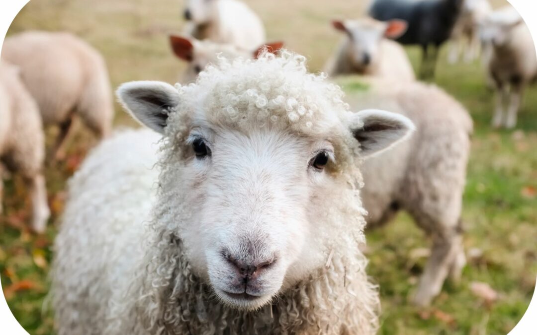 Vous n’en pouvez plus de recompter ces fichus moutons !